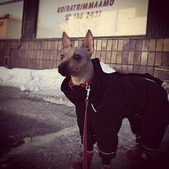 Helli the american hairless terrier says: "Dog trimming? You have got to be joking."