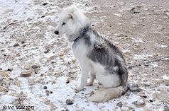 Canadian Eskimo Dog