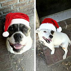 We Woof You A Merry Christmas!
