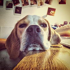 Heliott #Beagle at work / #dog...