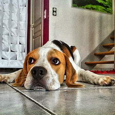 And ... Heliott the #Beagle #Dog...