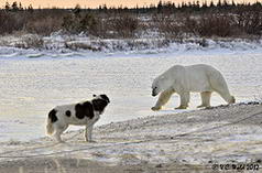 Canadian Eskimo dog and "Dancer" the polar bear