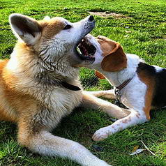 Haiku, #akita inu vs Heliott, #beagle...