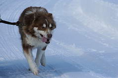 Suka Canadian Eskimo Dog
